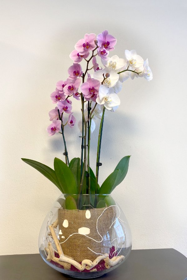 Phalaenopsis Orchidea