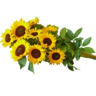 Foto Mazzo lungo di girasoli.