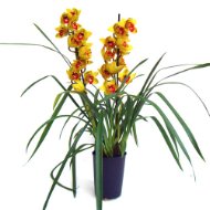 Foto Cymbidium