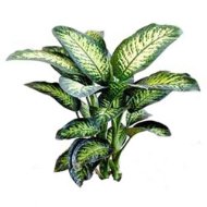 Foto Dieffenbachia