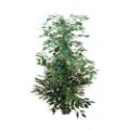 Ficus exotica