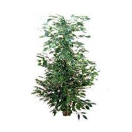 Foto Ficus exotica