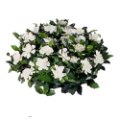 Gardenia