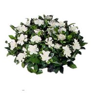 Foto Gardenia