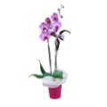 Orchidea Phaleonopsis