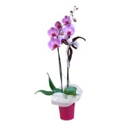 Foto Orchidea Phaleonopsis