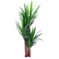 Yucca