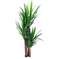 Foto Yucca
