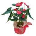 Anthurium