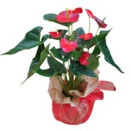 Foto Anthurium