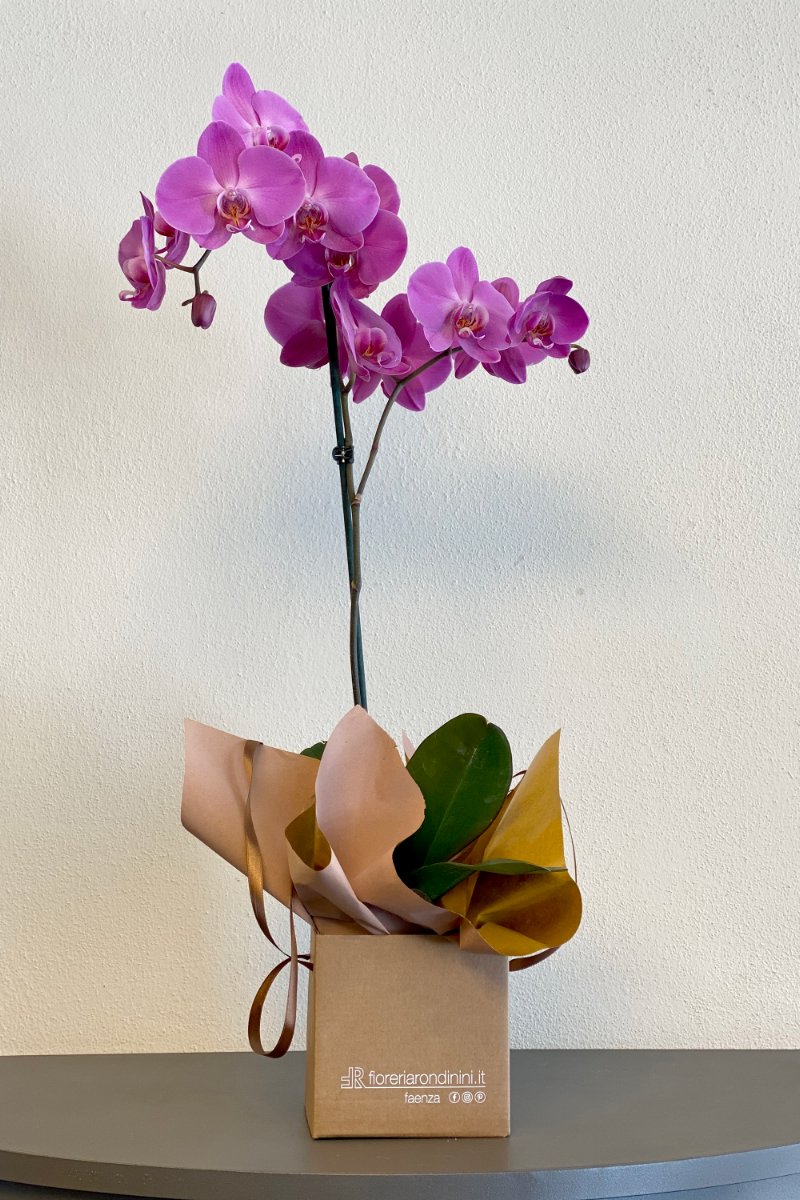 Foto Phalaenopsis in box · cm 13x13