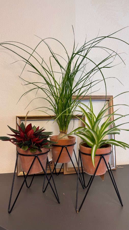 Vaso in terracotta con base in ferro e pianta verde assortita