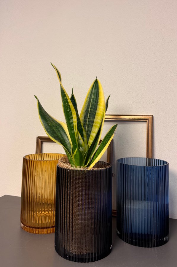 Sansevieria in vaso di vetro design colore ocra, blu notte o fumé
