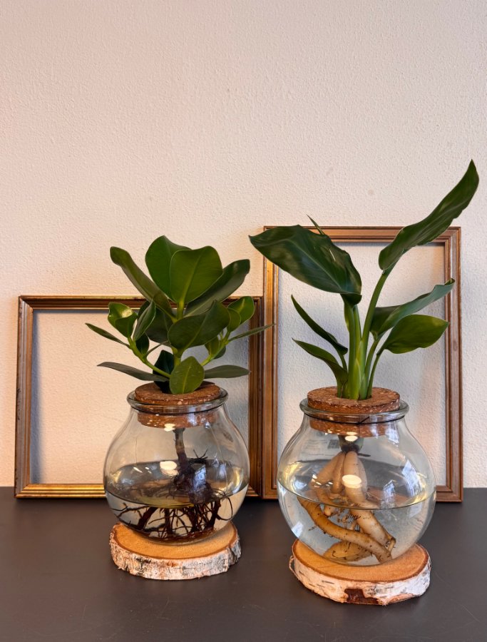 Pianta idroponica in vaso di vetro con base in legno