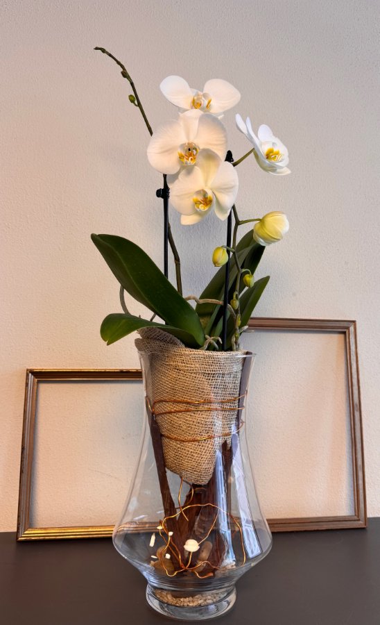 Phalaenopsis bianca in vaso di vetro