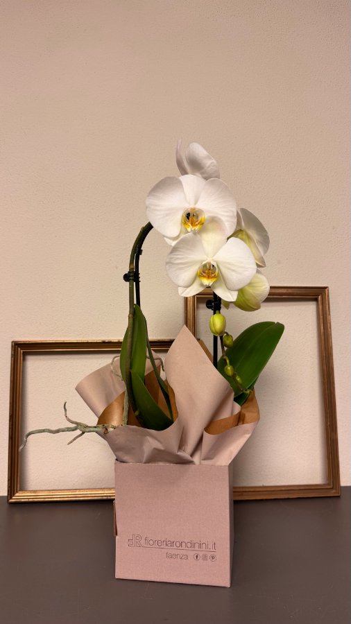 Phalaenopsis bianca in box regalo