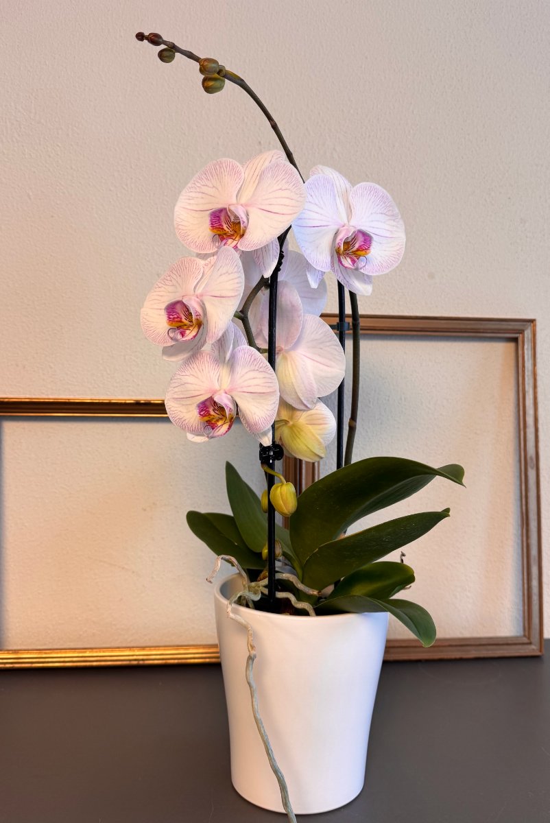 Foto Phalaenopsis rosa in vaso ceramica basic