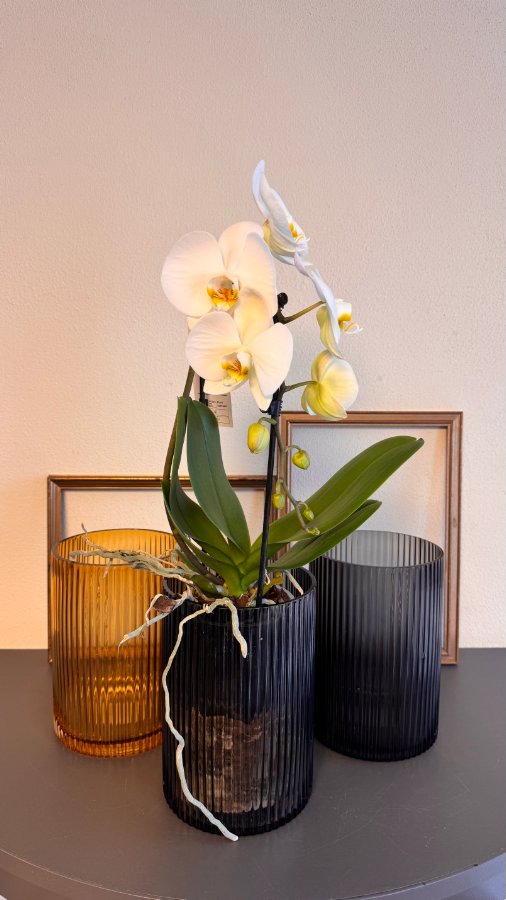 Phalaenopsis bianca in vaso di vetro design colorato