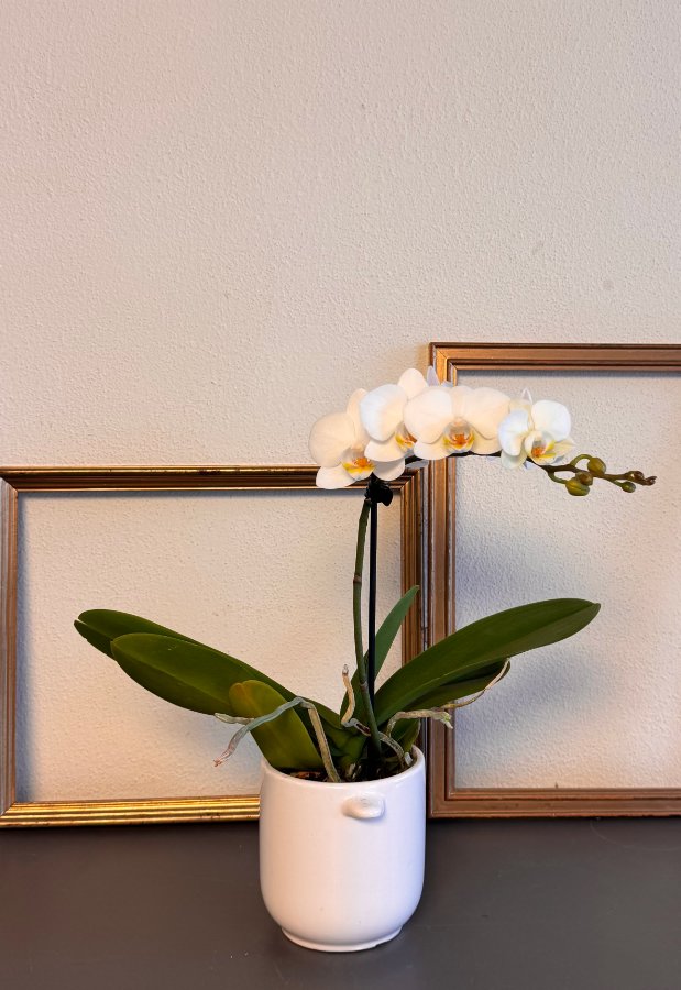 Phalaenopsis bianca in vaso ceramica mini
