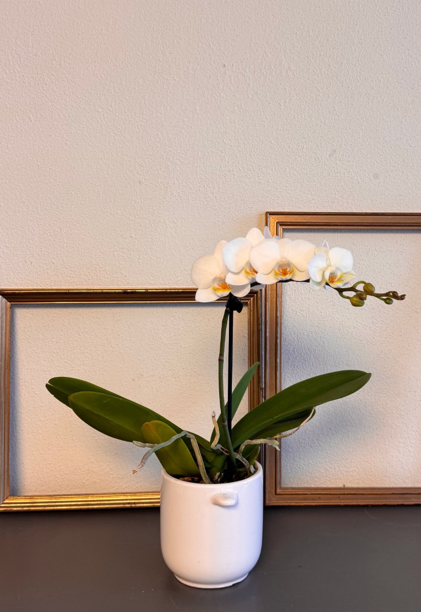 Foto Phalaenopsis bianca in vaso ceramica mini